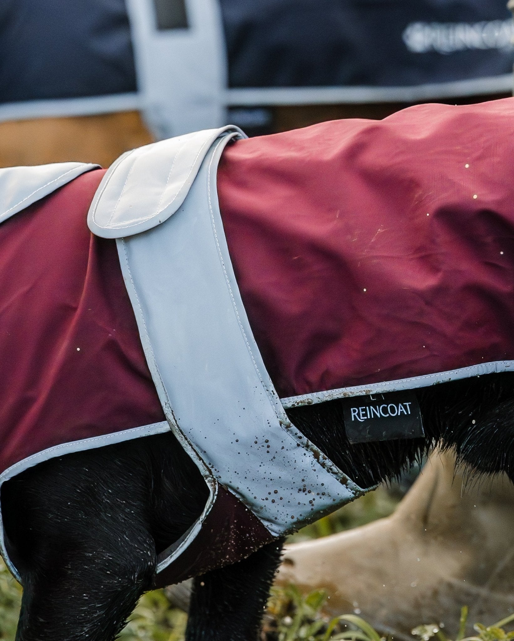 Reincoat Dog - Burgundy - Reincoat