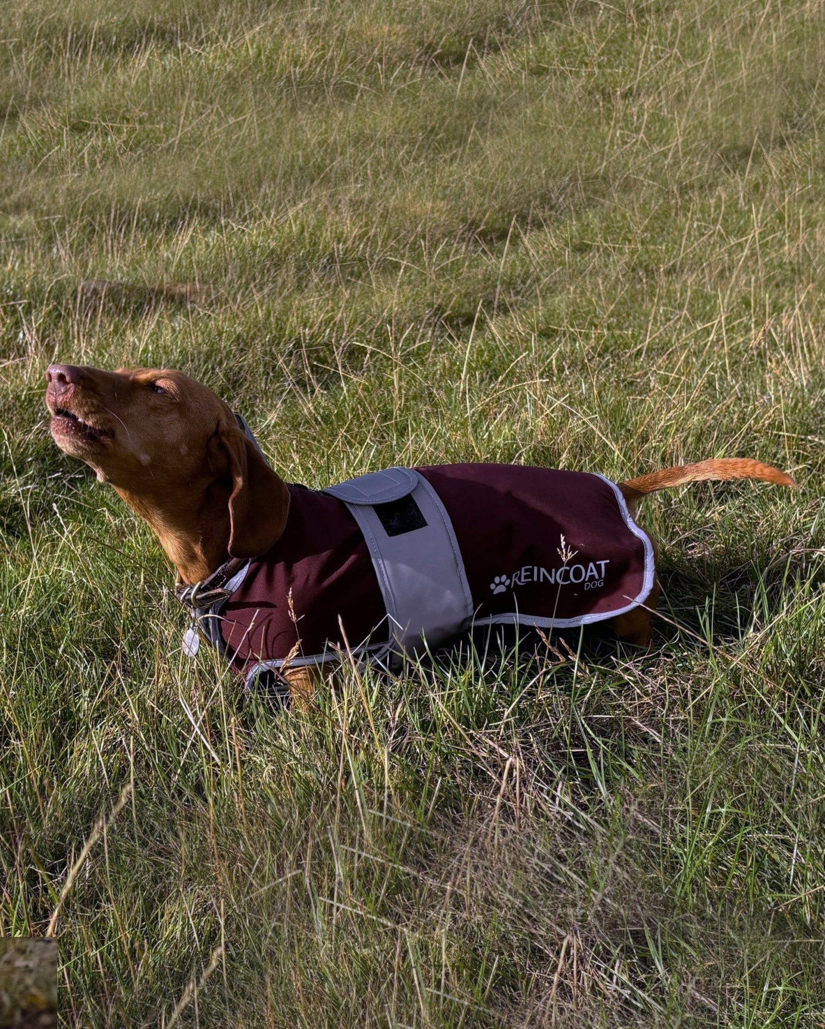 Reincoat Dog - Burgundy - Reincoat