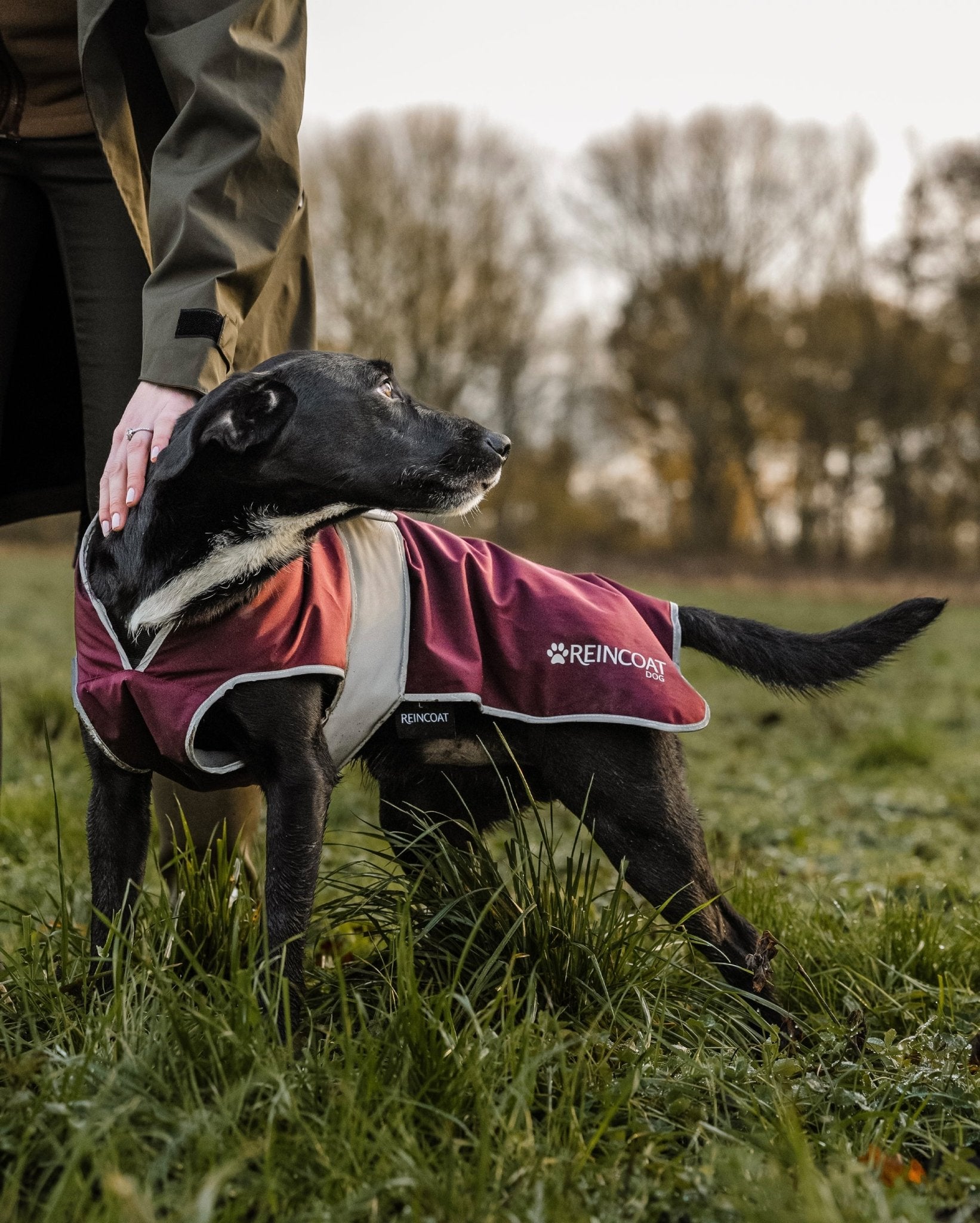 Reincoat Dog - Burgundy - Reincoat