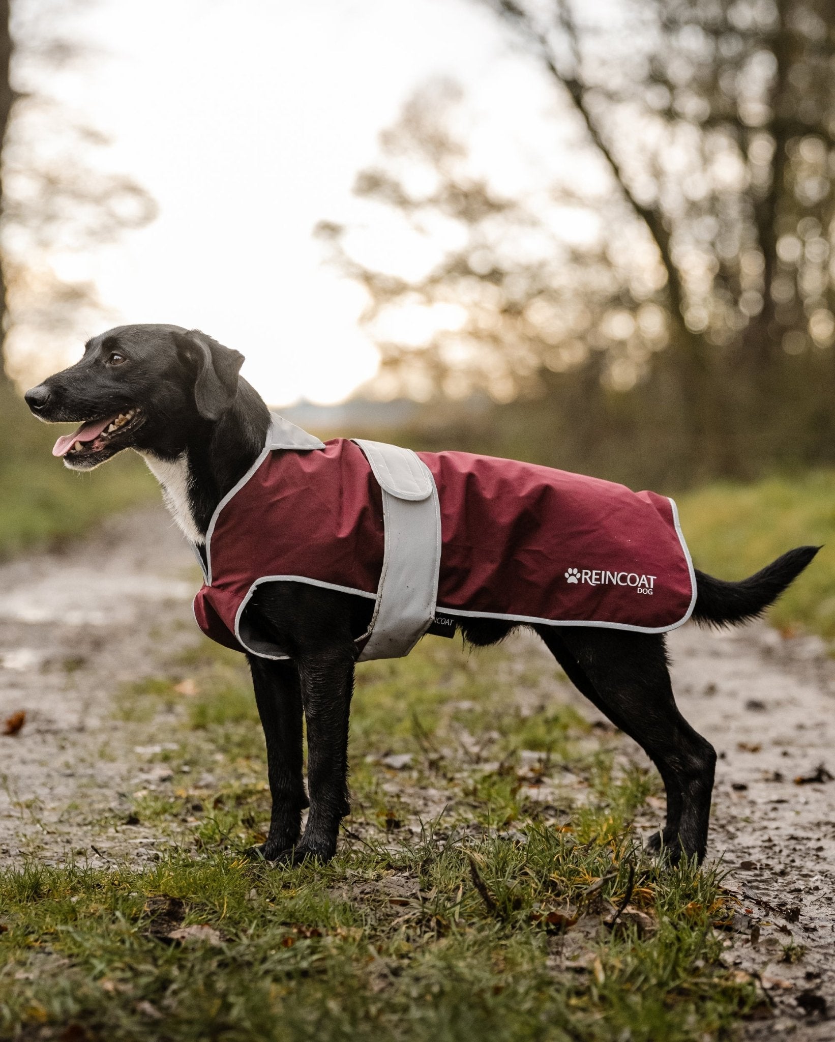 Reincoat Dog - Burgundy - Reincoat