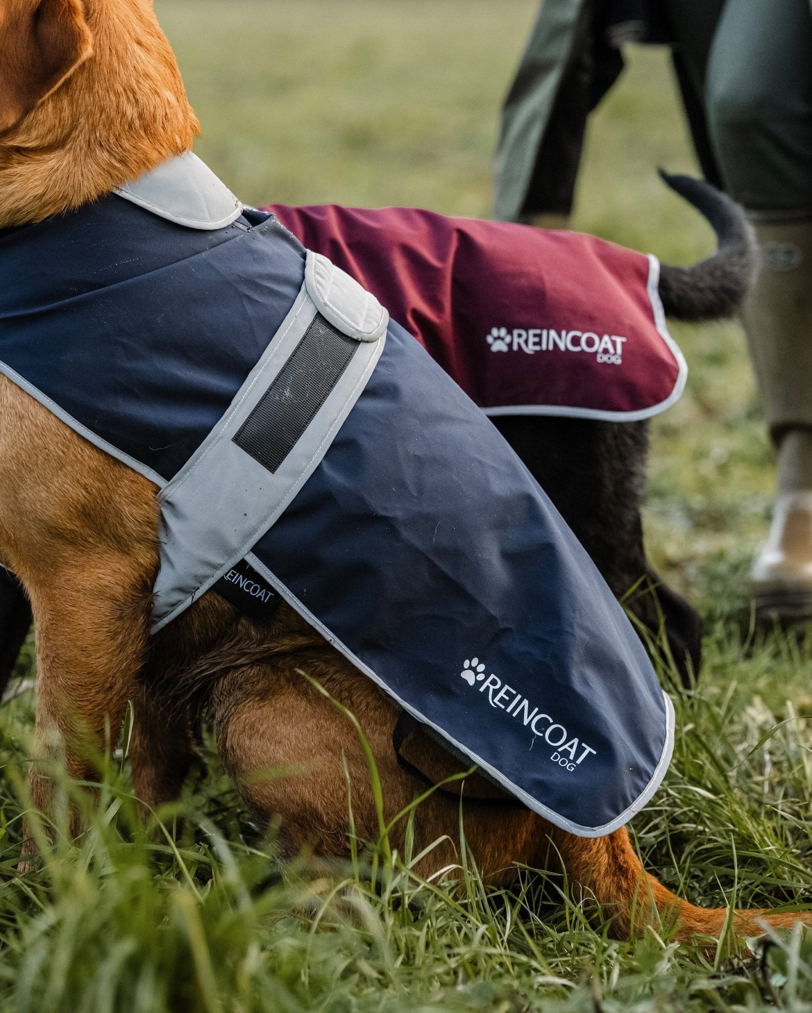 Reincoat Dog - Burgundy - Reincoat