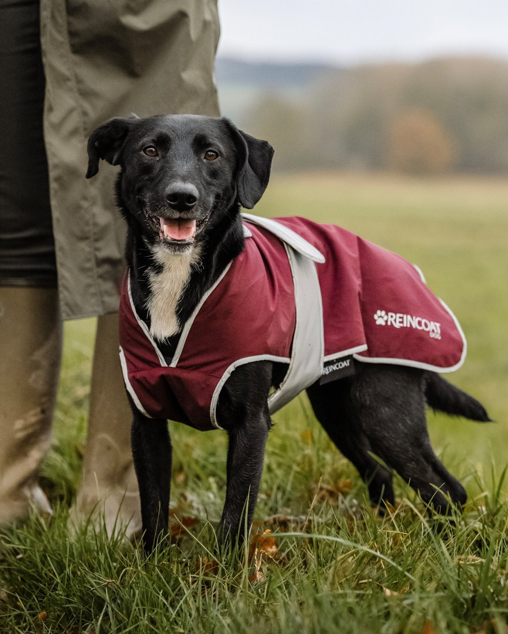 Reincoat Dog - Burgundy - Reincoat