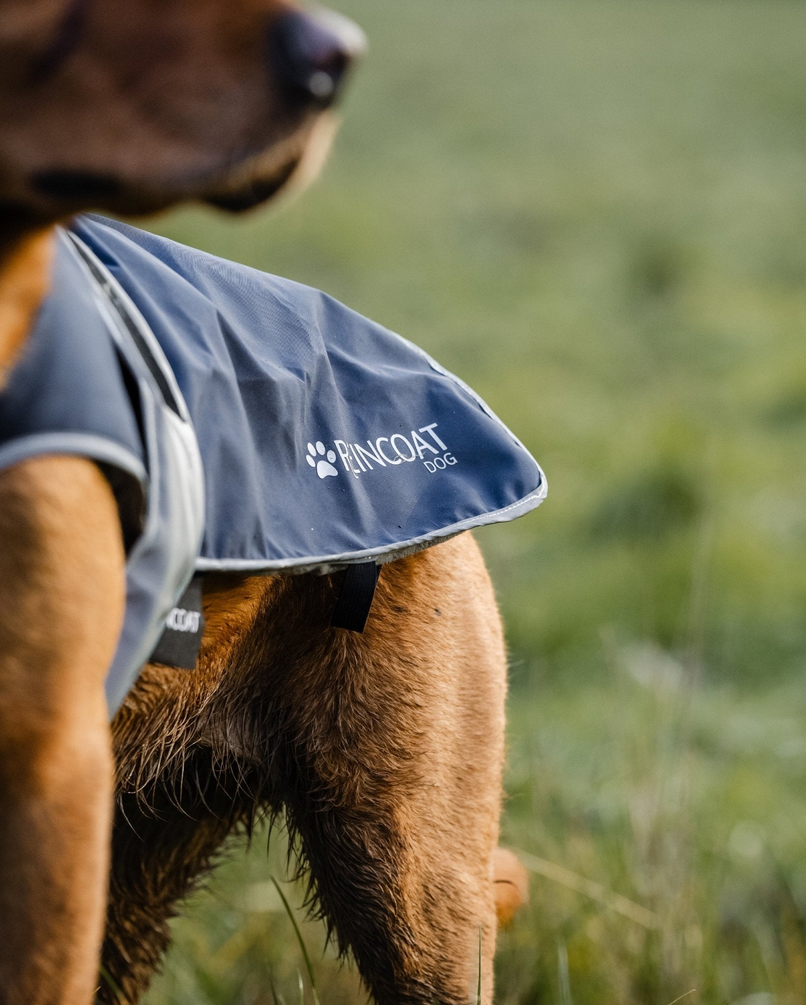 Reincoat Dog - Navy - Reincoat