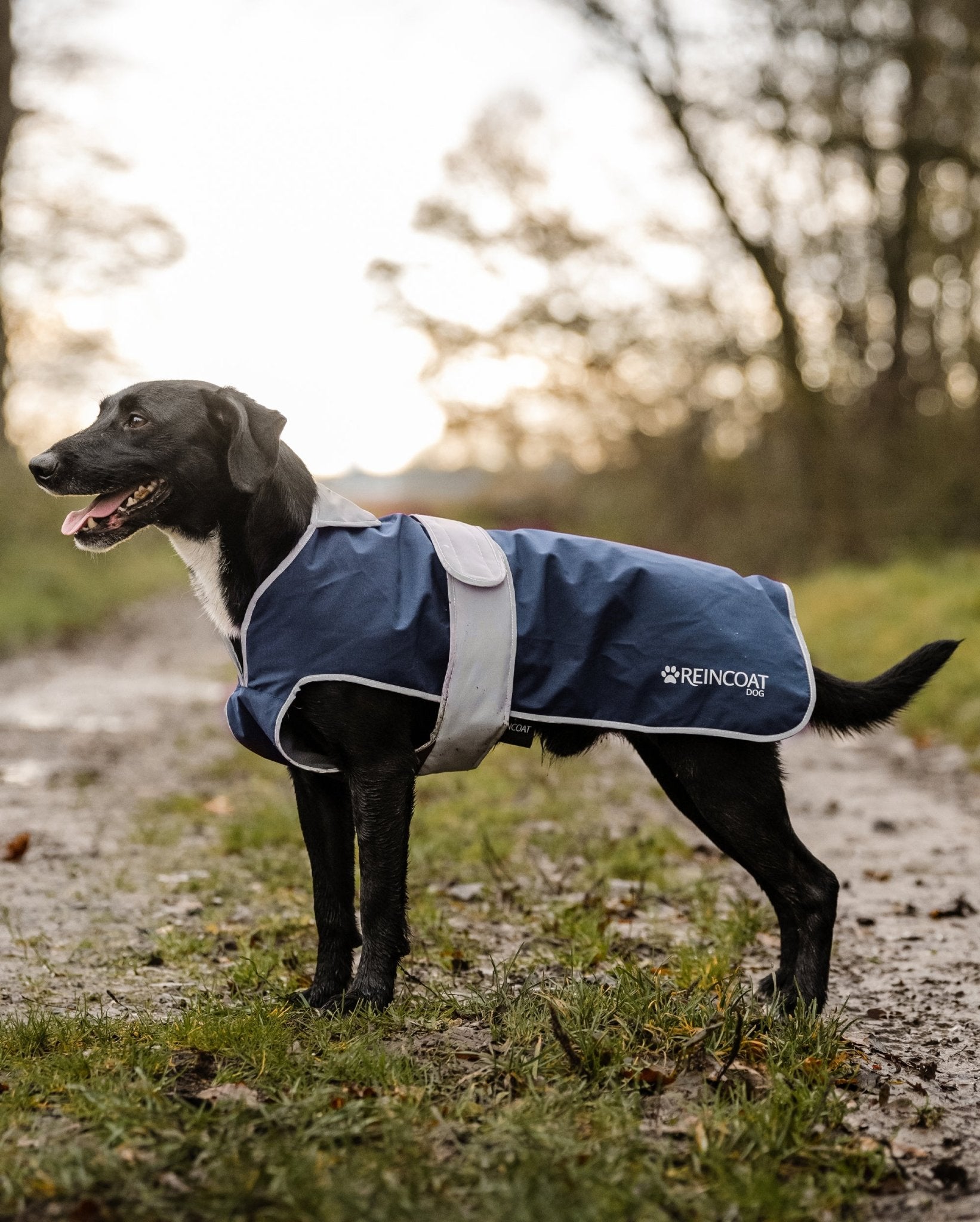 Reincoat Dog - Navy - Reincoat