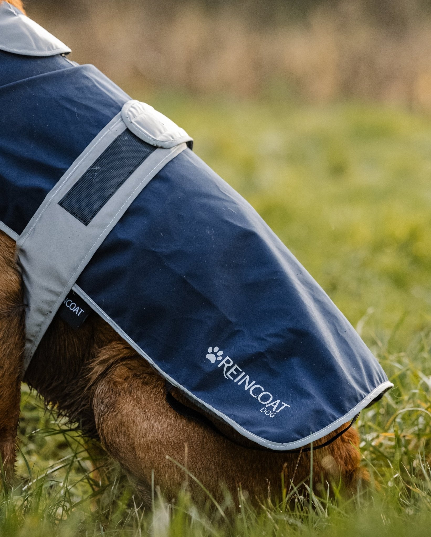 Reincoat Dog - Navy - Reincoat