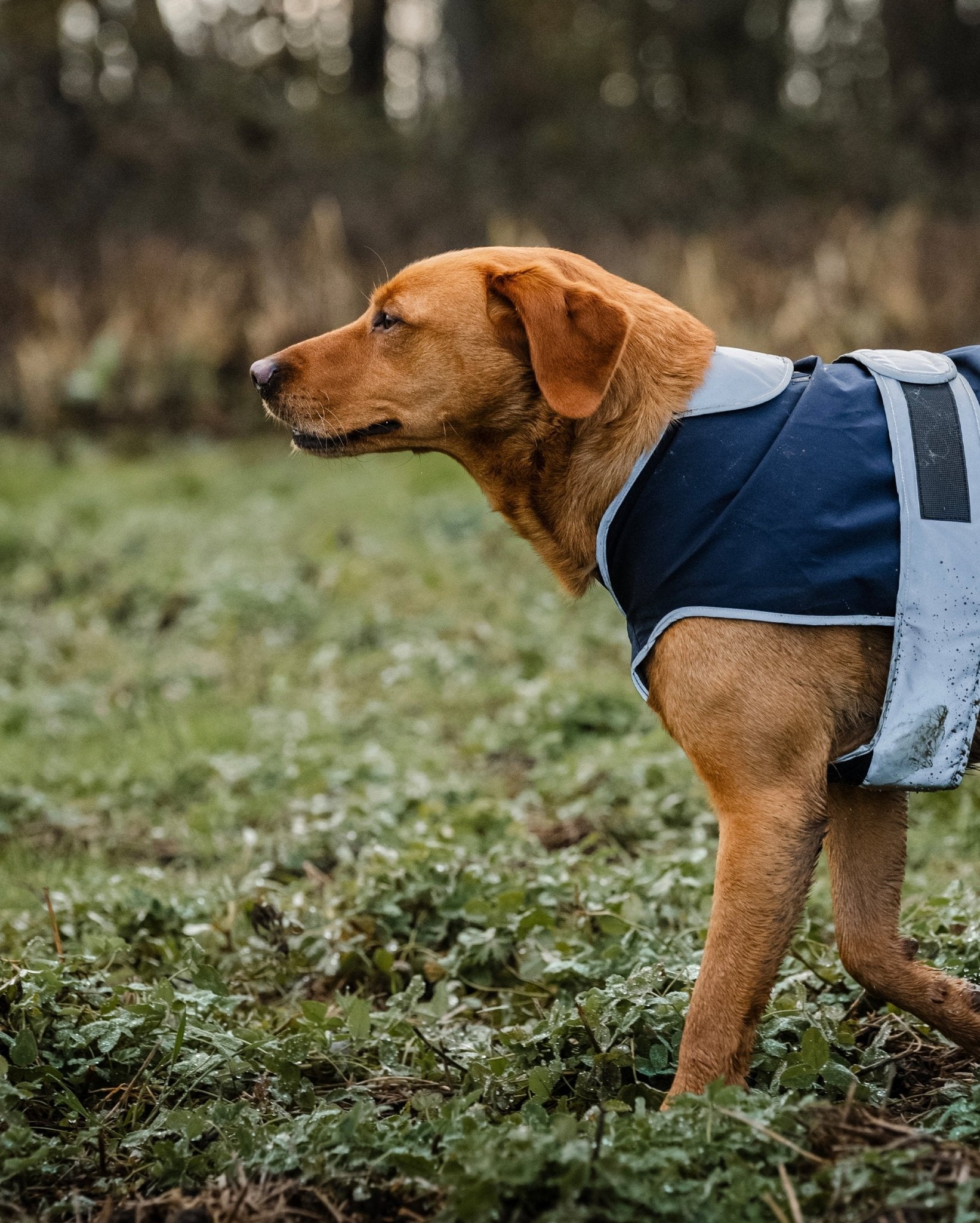 Reincoat Dog - Navy - Reincoat