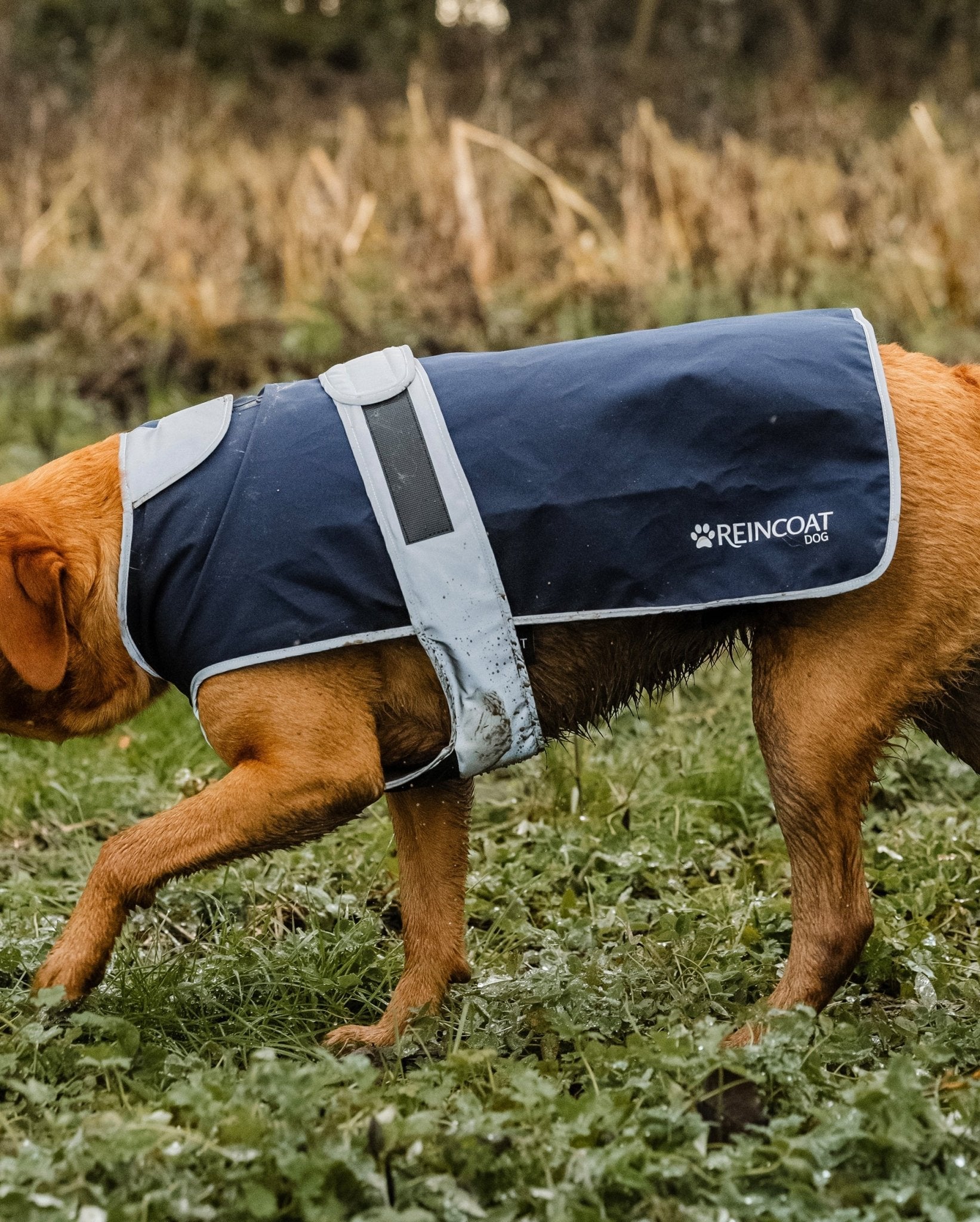 Reincoat Dog - Navy - Reincoat