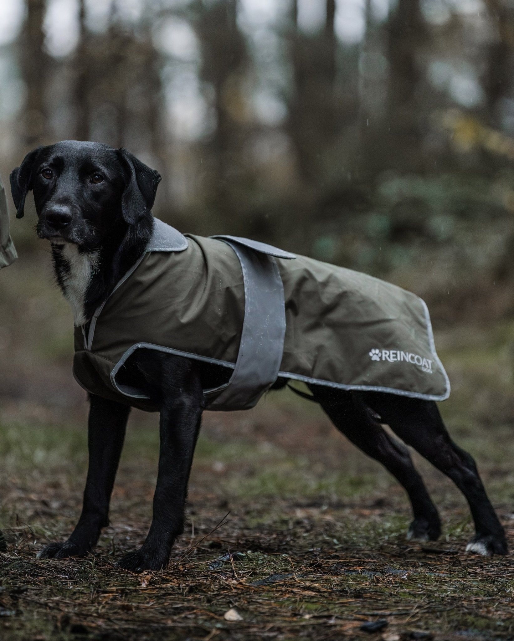Reincoat Dog - Olive - Reincoat